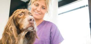 cliniche veterinarie milano Mypetclinic - Clinica Veterinaria 24 ore