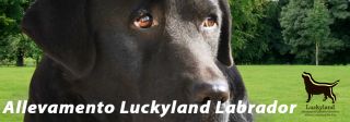 allevamenti di animali milano Allevamento Luckyland Labrador