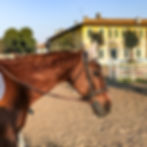 posti con pony nelle vicinanze milano Centro Ippico la Meriggia