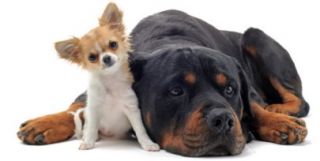 corsi di addestramento per cani milano Centro Dog Trainer - Addestramento cani