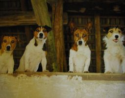 allevatori di carlini milano Allevamento Jack Russell Terrier Cascina Buscaglia