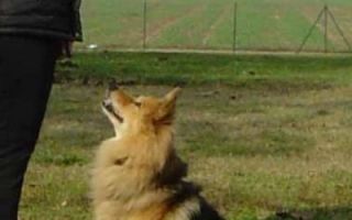 corsi di addestramento per cani milano Corsi di educazione per cani 