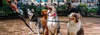 Pensione per animali Affidati ai nostri esperti per lasciare il tuo animale per brevi o lunghi periodi