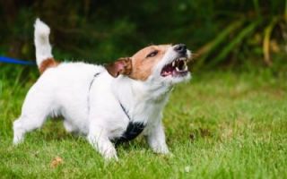 corsi di addestramento per cani milano Corsi di educazione per cani 