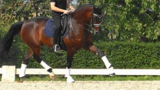 lezioni di dressage milano DV DRESSAGE ASD
