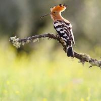 protezione degli uccelli milano Sezione LIPU Parabiago